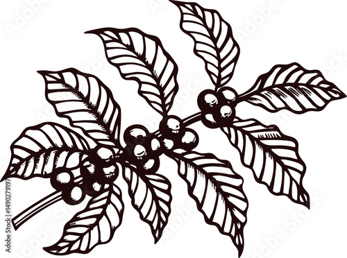 Detailed of coffee plant branch with leaves and beans