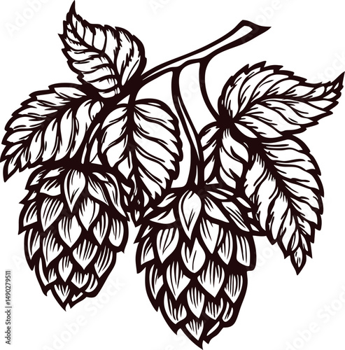 Intricate botanical drawing of hop cones and leaves on a branch