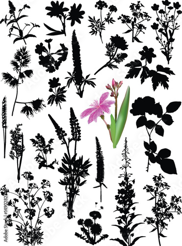 wild plants and flowers collection isolated on white