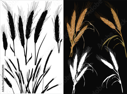 cereal plants bunches isolated on white black background