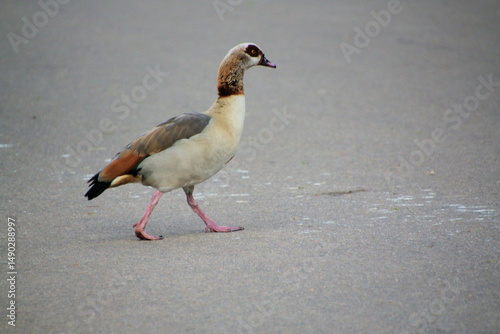 A view of an Egyptian Goose
