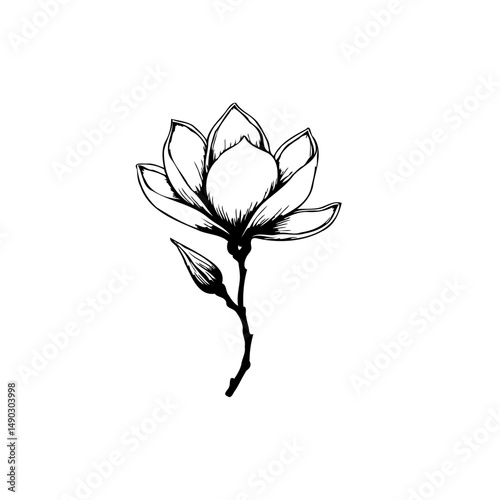 Elegant magnolia blossom ink illustration with delicate petals and stem detail