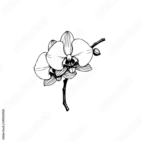 Elegant monochrome drawing showcases the delicate beauty of an orchid blossom
