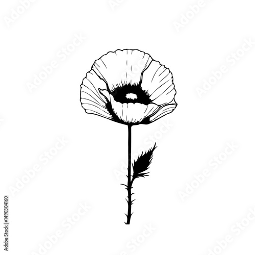 Elegant poppy illustration, finely detailed botanical drawing on a white background