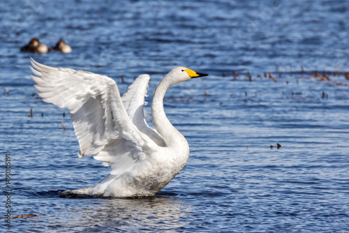 Fototapeta Naklejka Na Ścianę i Meble -  white swan in start of flight from blue water