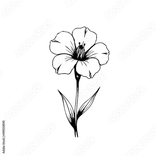 Elegant botanical drawing of a flower with delicate petals on white background
