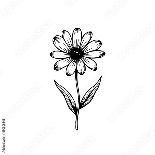 Elegant floral sketch, showcasing delicate blossom in a simplistic botanical drawing
