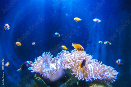 Fototapeta Naklejka Na Ścianę i Meble -  Vibrant orange-striped fish swimming gracefully among colorful coral reef underwater aquarium. A vibrant clownfish swimming among coral reefs, ultra-realistic underwater scene.