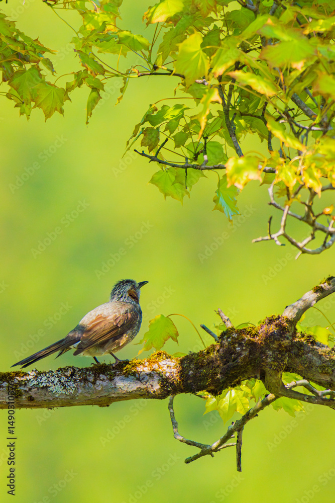 Obraz premium 新緑の葉を見上げるヒヨドリ（縦構図） 