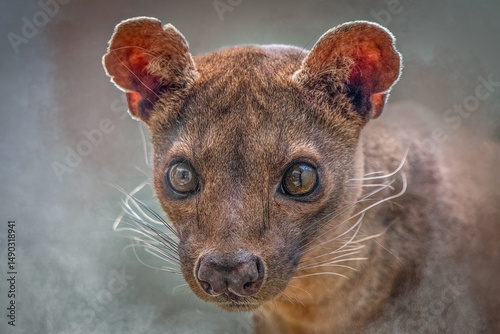 Close-up Portrait of a Fossa, Madagascar’s Elusive Predator