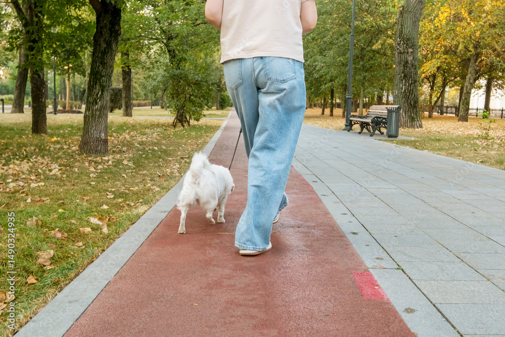 Obraz premium Person walking a fluffy white dog along a red paved pathway in a park. Autumn leaves scattered on the ground, trees lining the walkway, evoking a calm outdoor atmosphere.