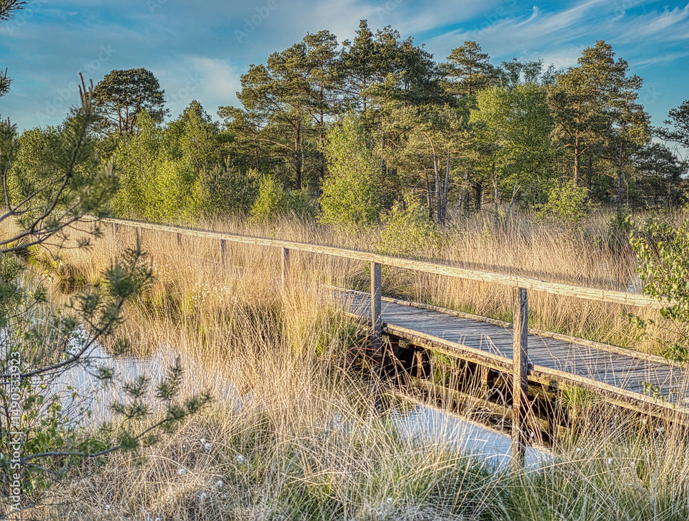 Fototapeta premium Holzpfad im Pietzmoor