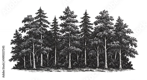 Forest illustration monochrome
