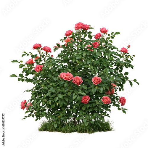 Ornamental shrub with bright pink rose-like flowers blooming among green foliage against transparent background, showing compact flowering plant suitable for garden landscaping