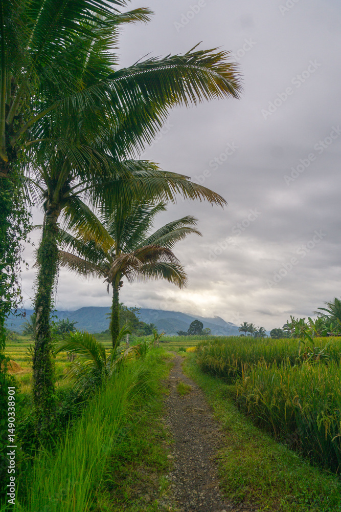 beautiful morning view indonesia panorama landscape paddy fields with beauty color and sky natural light beautiful morning view indonesia panorama landscape paddy fields with beauty color and sky natural light