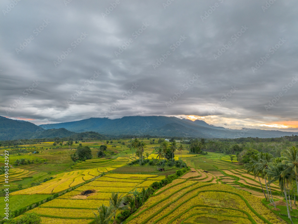 Fototapeta premium beautiful morning view indonesia panorama landscape paddy fields with beauty color and sky natural light
