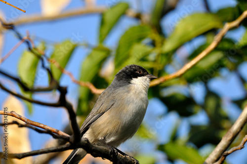 pajaro con cabeza negra
