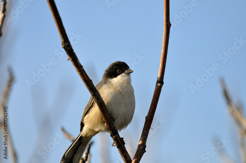 pajaro monterita negra posado en un paraiso