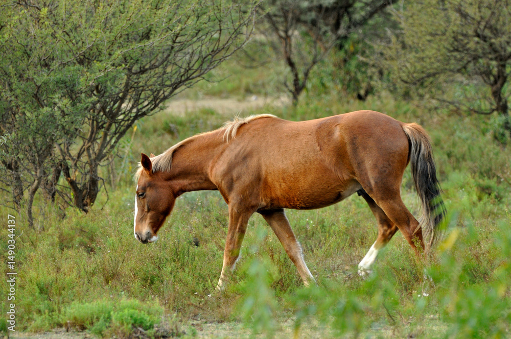 Fototapeta premium caballo pastando