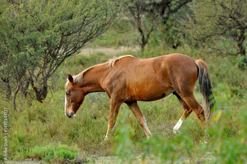 caballo pastando