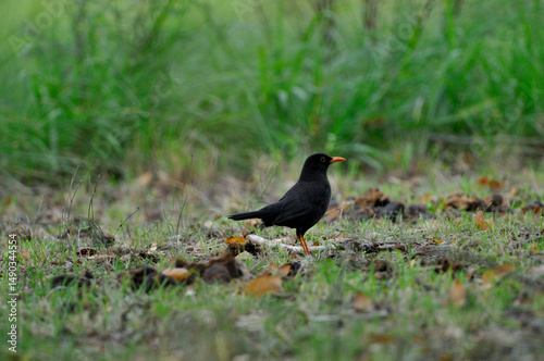 pajaro zorzal chiguanco