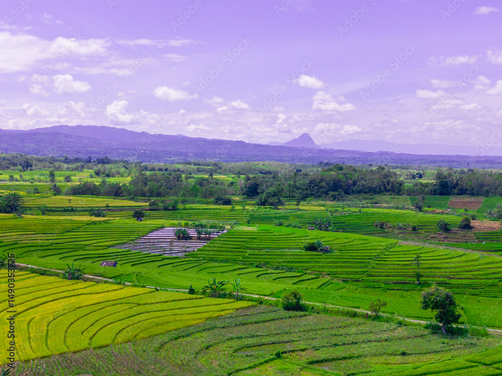 Fototapeta premium beautiful morning view indonesia panorama landscape paddy fields with beauty color and sky natural light