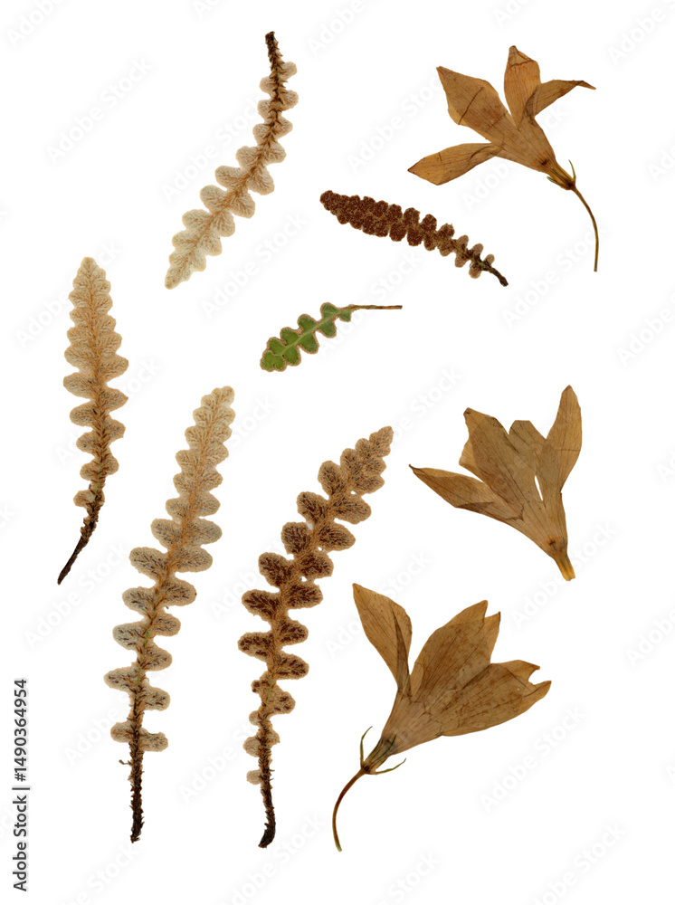 Obraz premium Pressed and dried leaves isolated on white background. For use in floral patterns, herbariums, scrapbooking.