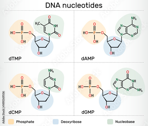 DNA nucleotides molecules. Deoxyribonucleoside monophosphates: dAMP, dGMP, dCMP, dTMP with phosphate, deoxyribose, and nucleobases