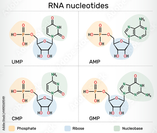 RNA nucleotides molecules. Ribonucleoside monophosphates: AMP, GMP, CMP, UMP with phosphate, ribose, and nucleobases