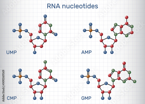 RNA nucleotides molecules. Ribonucleoside monophosphates: AMP, GMP, CMP, UMP with phosphate, ribose, and nucleobases
