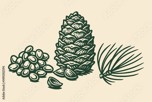 Pine cone and nuts engraving vector illustration