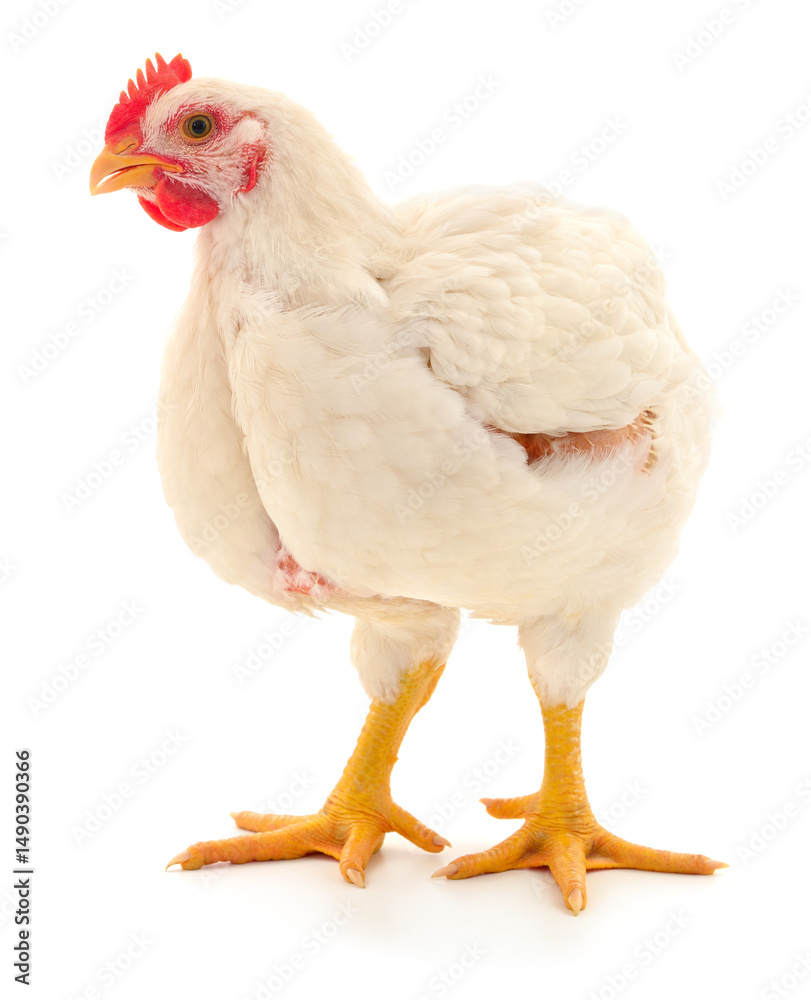 Fototapeta premium white hen isolated.