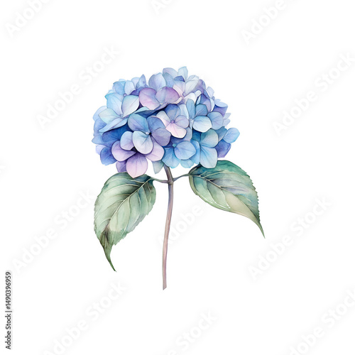 watercolor  hydrangea with delicate petals isolate background