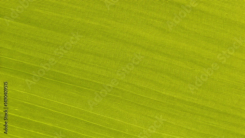 Close up of a vibrant green leaf surface showing detailed textures and natural patterns