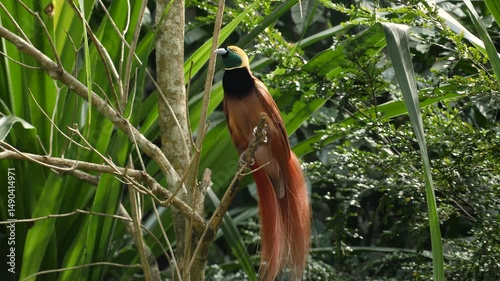 Bird of paradise Raggi or Raggiana Bird of paradise of Papua New Guinea. National bird cendra wasih. High quality 4k footage