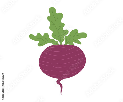 radish isolated on white