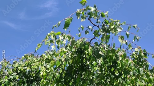 Summer Breeze Through Tree Leaves: Blue Sky, Nature, Flowers, and the Spirit of Spring