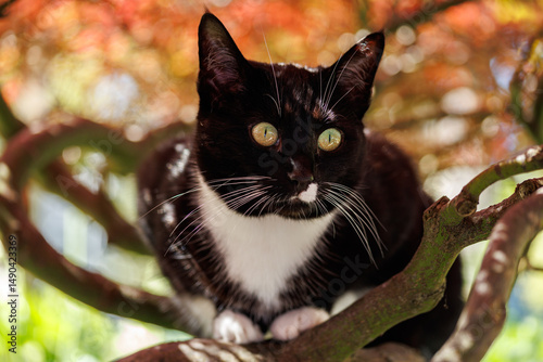 Black white cat under acer tree in garden