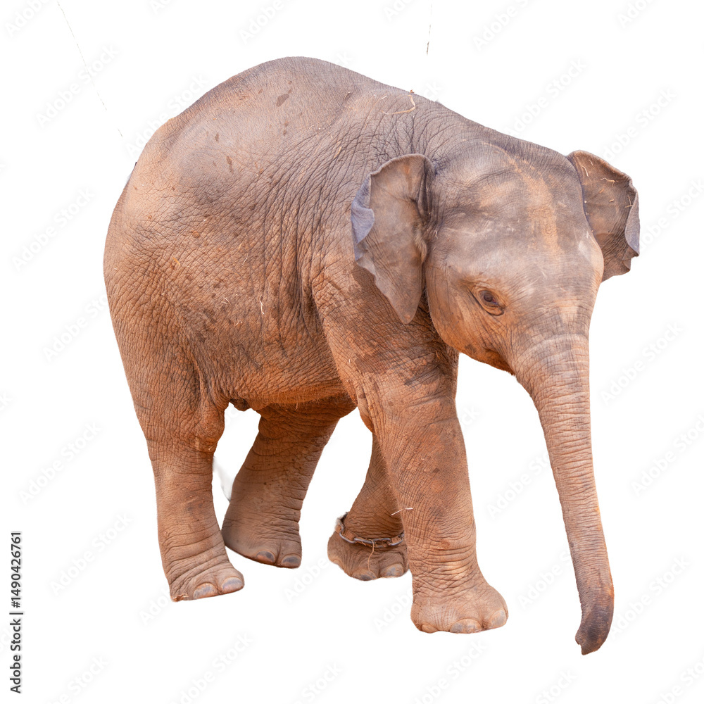 Obraz premium A large grey elephant, a wild mammal with a big trunk, stands isolated on a white background