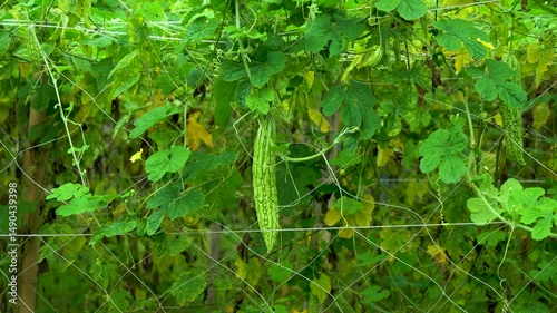 Close-up of bitter melon on vine