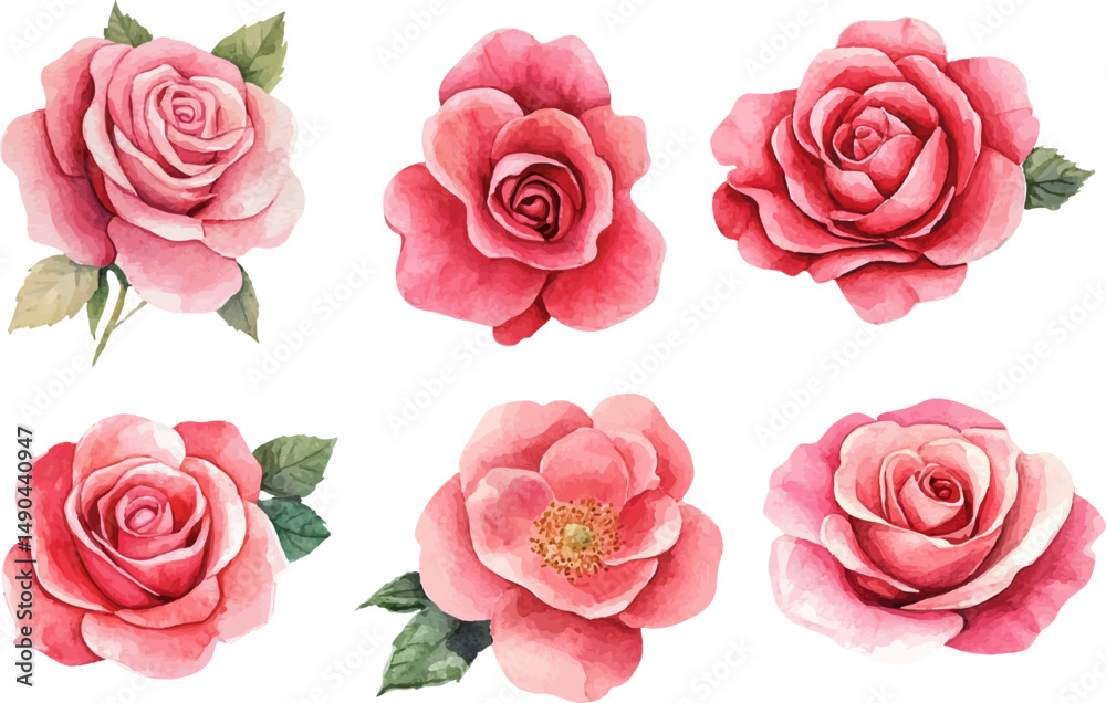 Fototapeta premium pink roses on white background