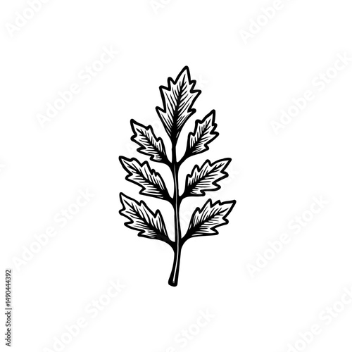 Botanical illustration of fern frond with intricate linework and minimalist design