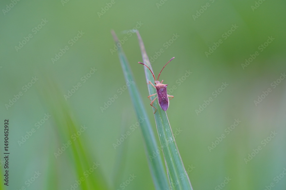 custom made wallpaper toronto digitalSmall Tessaratoma papillosa found in forests and grasslands.