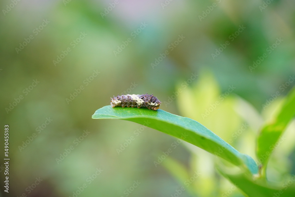 Obraz premium A small caterpillar is eating lemon leaves.
