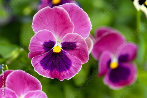 Pansy flowers or spring garden viola tricolor in spring garden. Gardening, landscape design, gardening with annual plants
