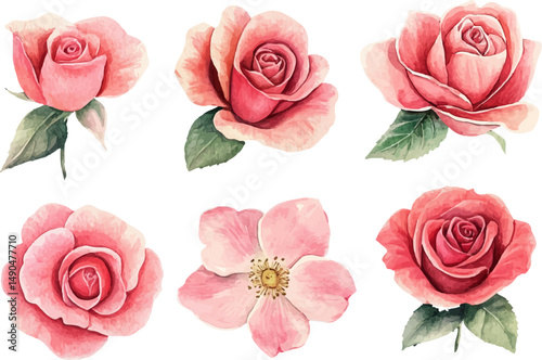 set of roses vector illustration