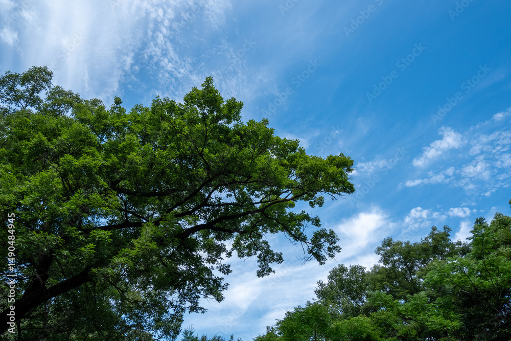 Fototapeta premium 夏空に広がる緑の木々と爽やかな雲の風景
