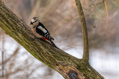 Great spotted woodpecker perched on a tree branch in winter forest, Poland.