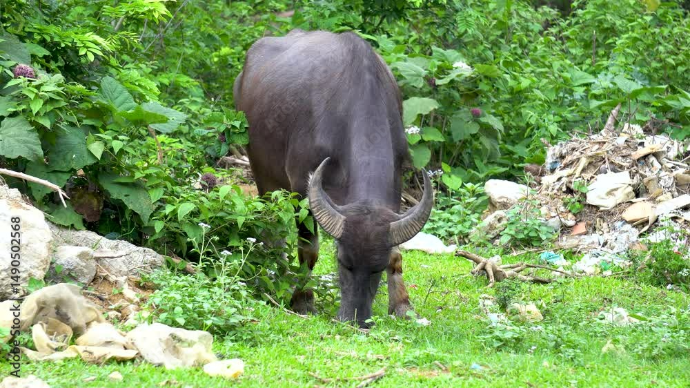 Buffaloes grazing in calm sunny pasture