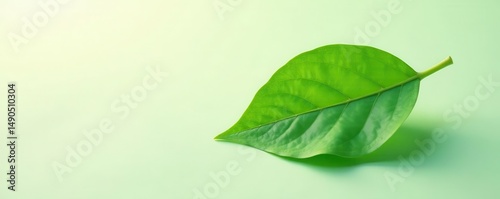 Single green leaf adrift, subtle shadow, soft pastel hues , backdrop, clean